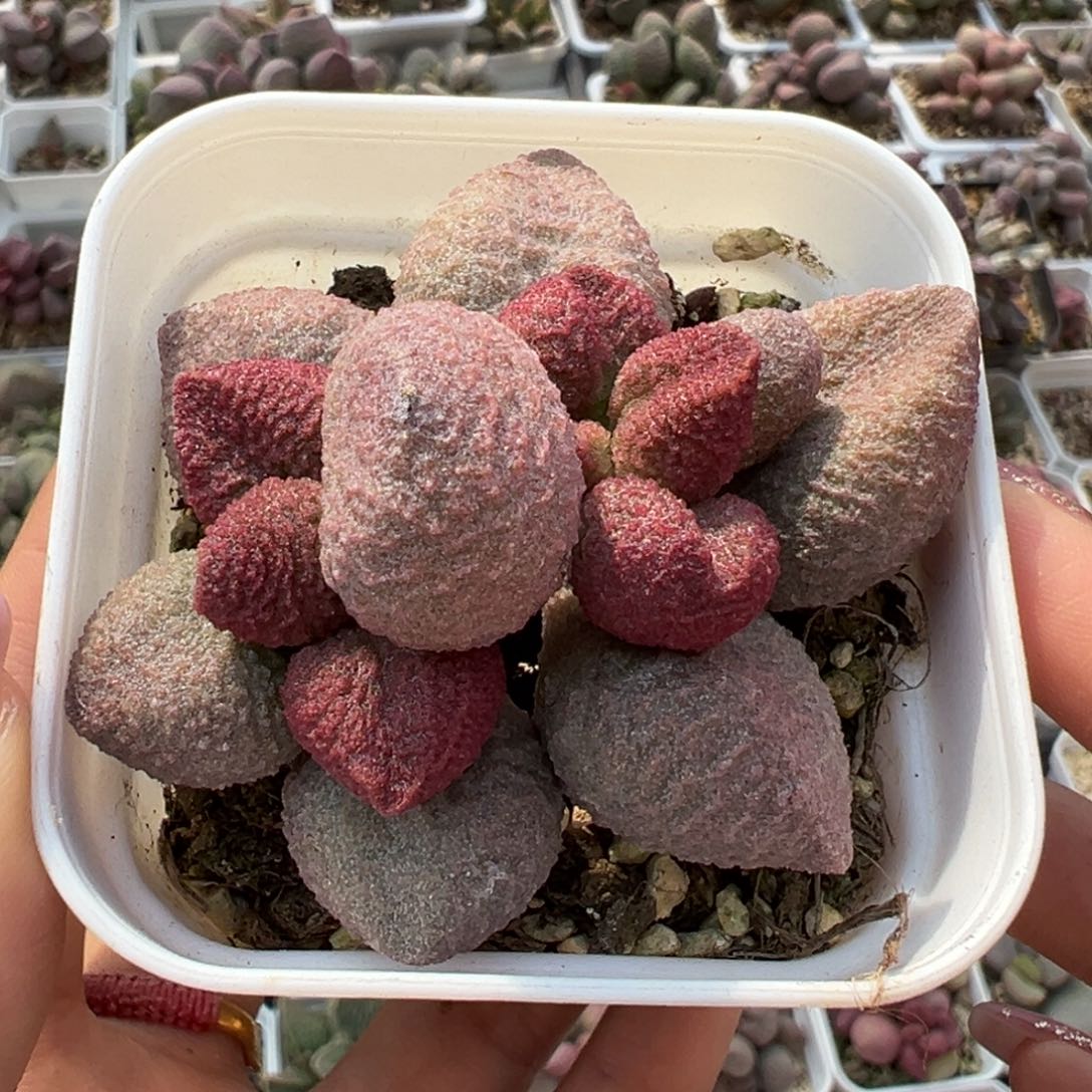 水蜜桃双头纯木质桩多肉植物
