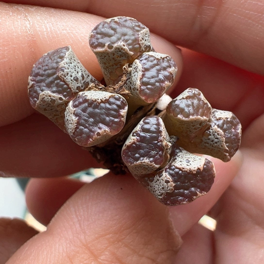 901。江南全窗超蝶 多肉