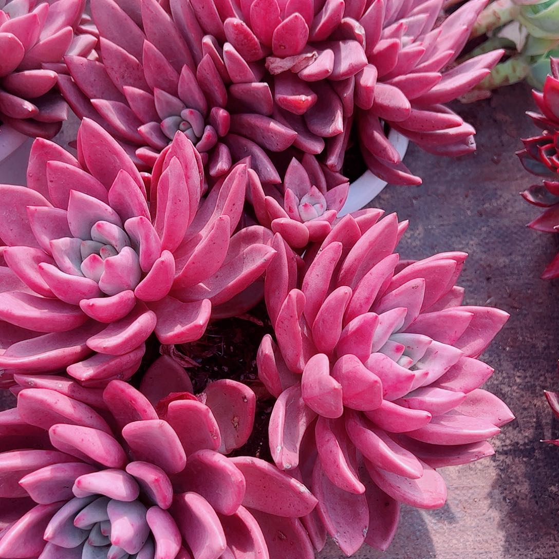 桃花源三大头起发超级大精品