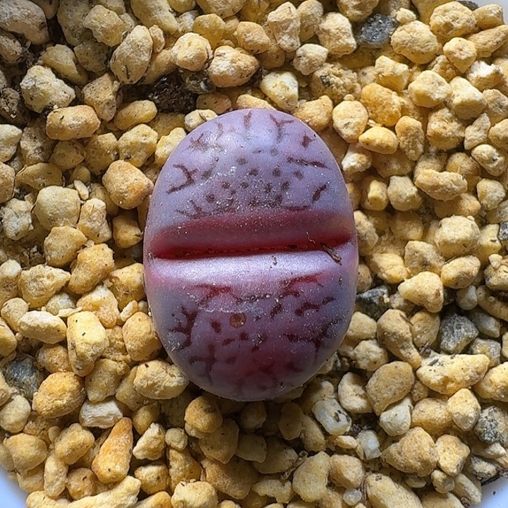 生石花111111。   1.5左右。  129