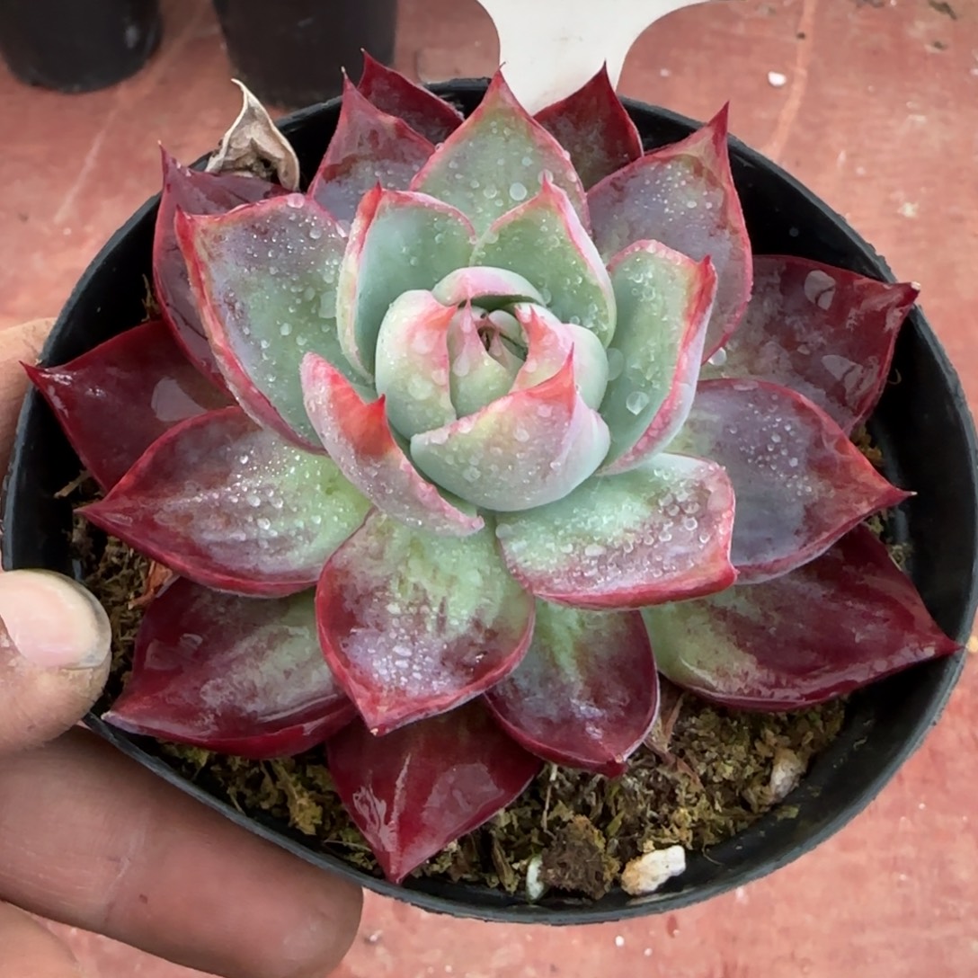 惊鸿一物一拍包装收缩花旱774