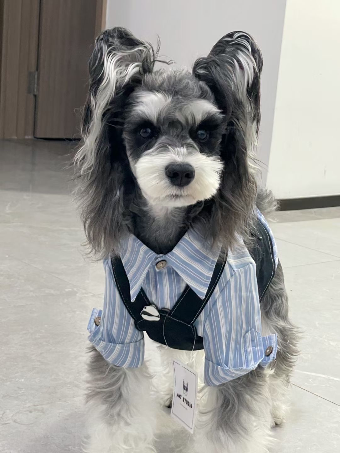 pH7S 宠物小熊猫背带裙幼犬小型犬大型犬卡通萌款定制版（新）