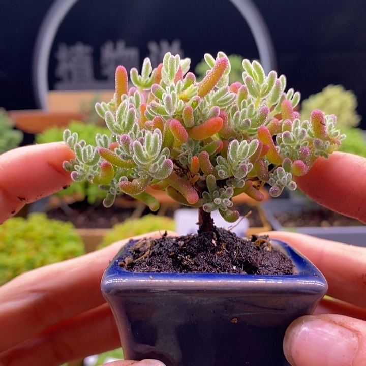 无花朵79冰晶。     