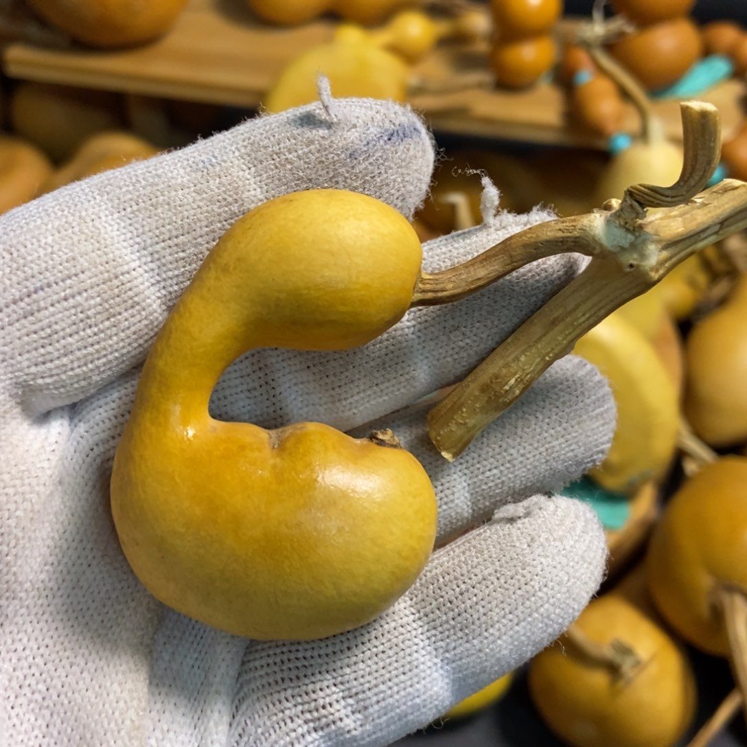 雷**暴葫芦葫芦真的