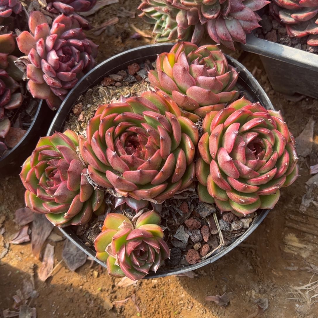 醉***颜精品多肉植物老桩