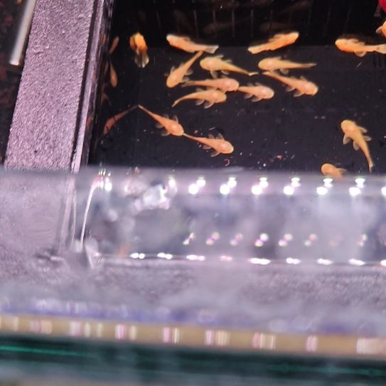 工具鱼不太黄胡子3.0cm  4只