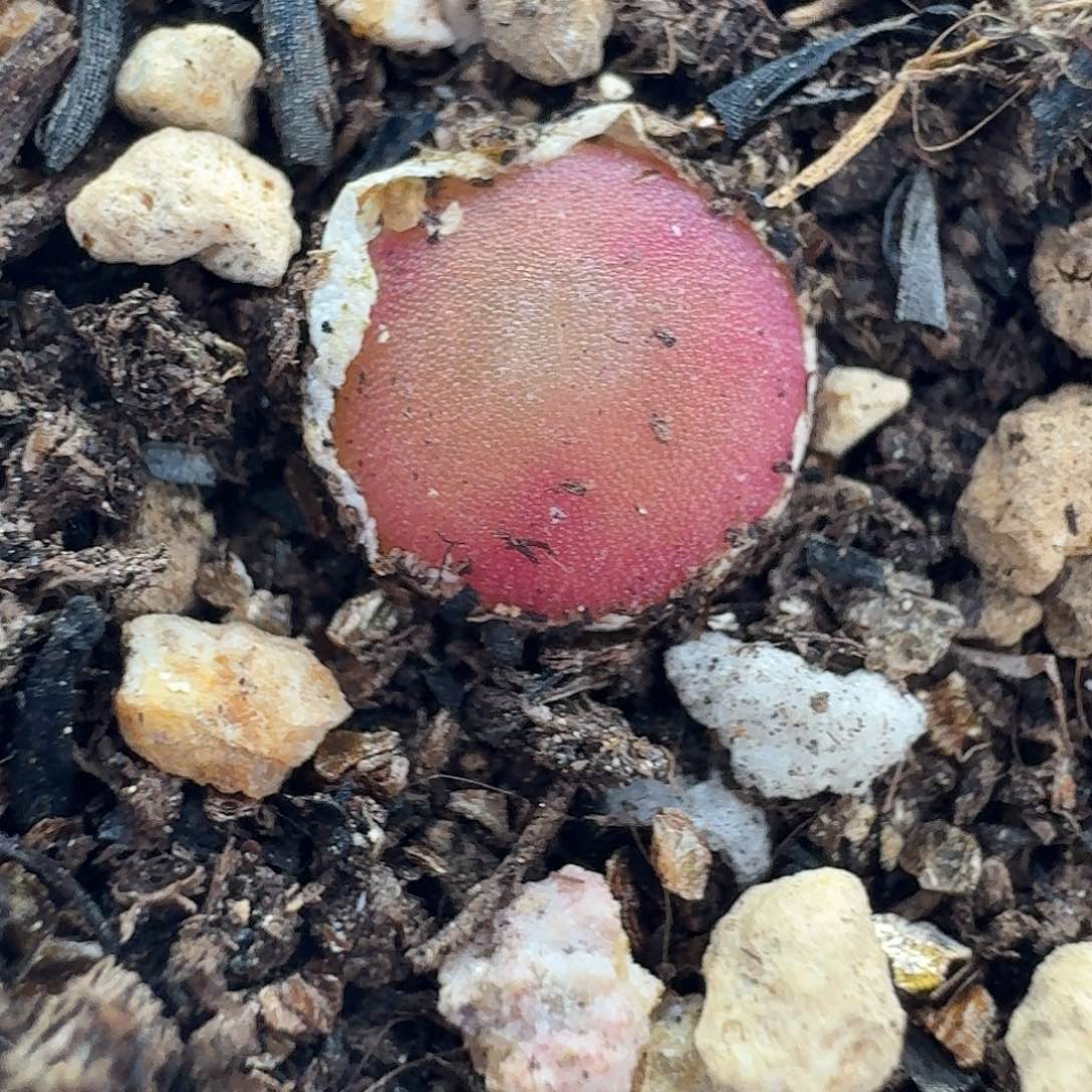 老马生石花哈默1004