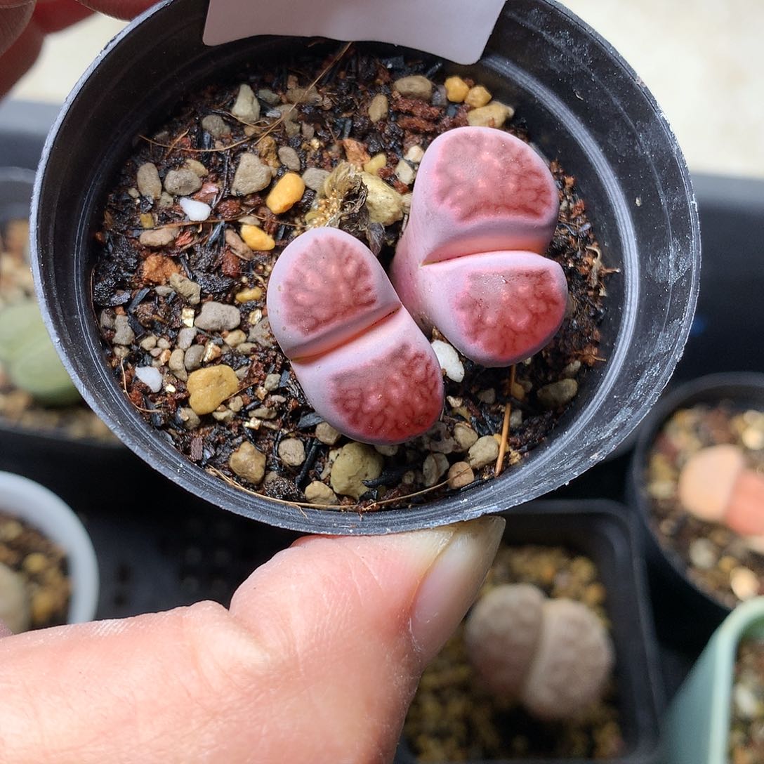 l****uG58多肉植物保护研究所