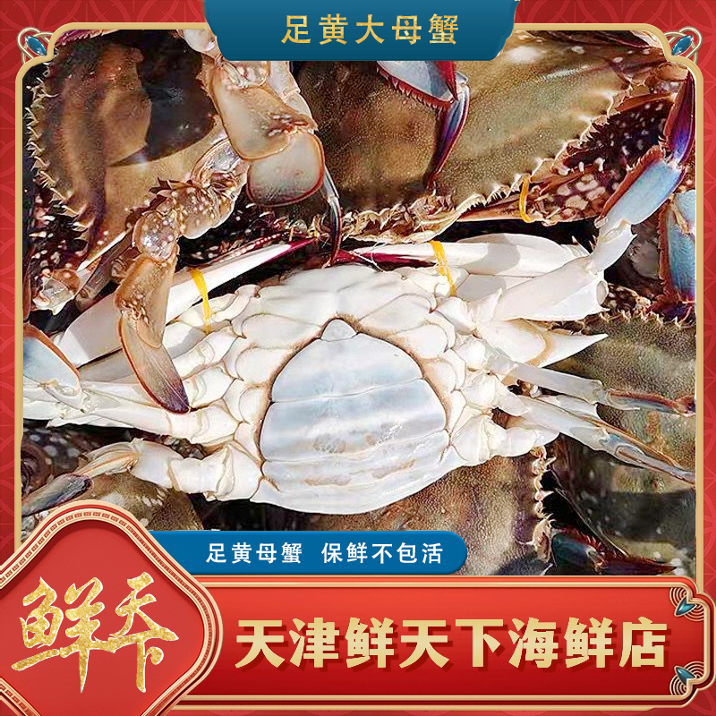 【保鲜不保活】精品特大足黄母蟹 单只5-7两左右 一斤2只左右 掉爪