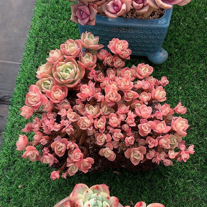 星娜塔满天星1111111111