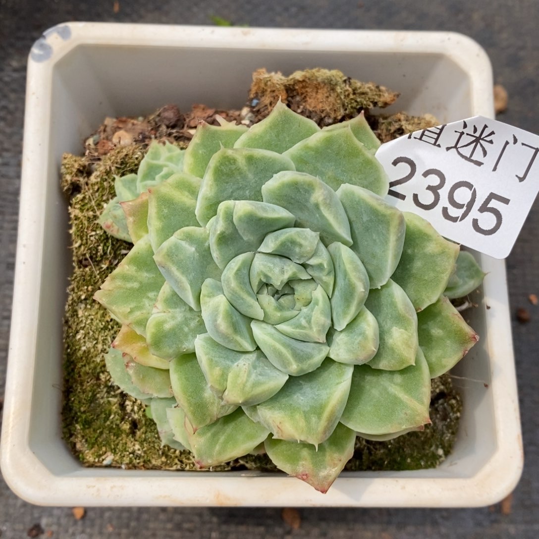 S****杂交精品多肉2395~7厘米