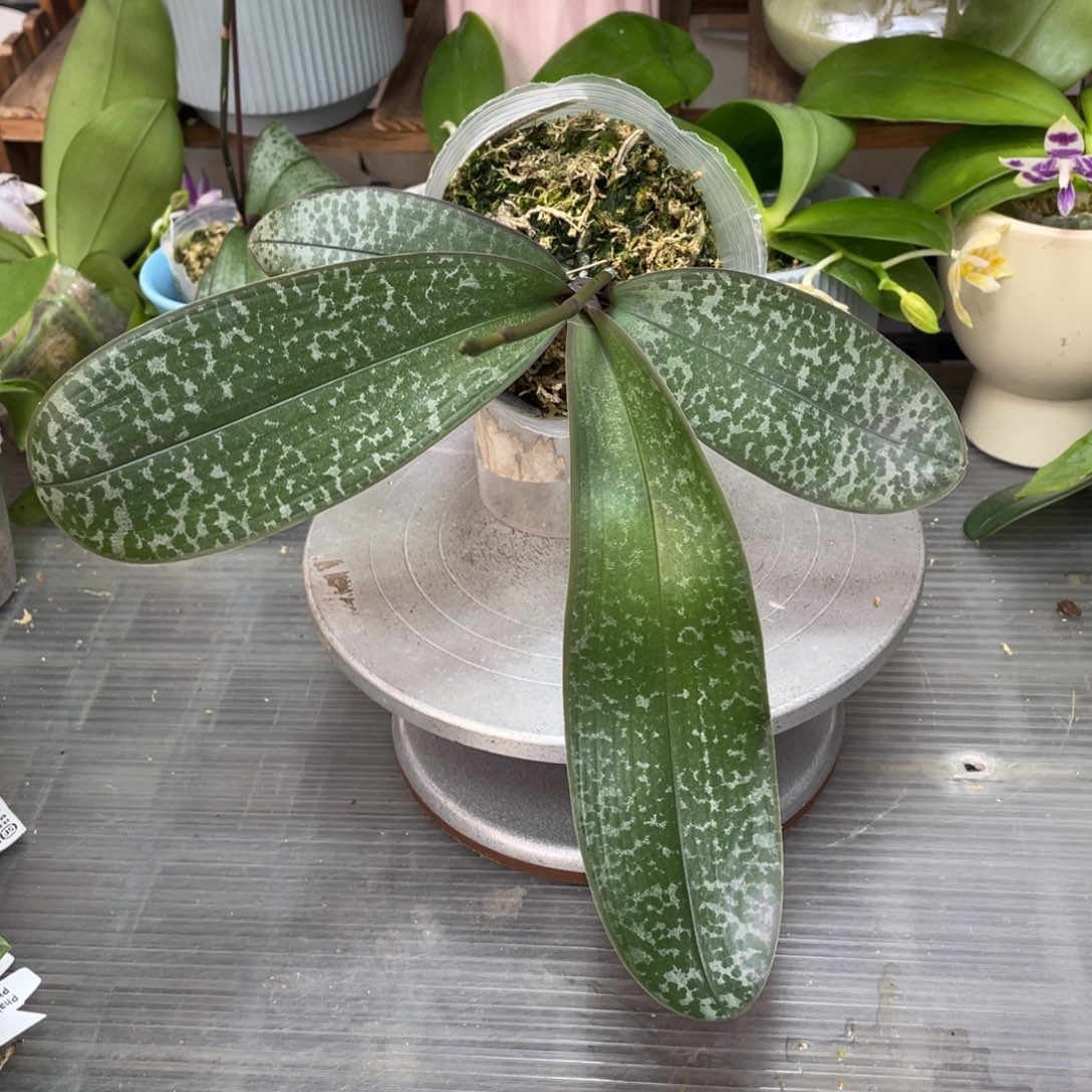 当前无花栽培后可以开花高花剑ser23pu西交黄史浓香