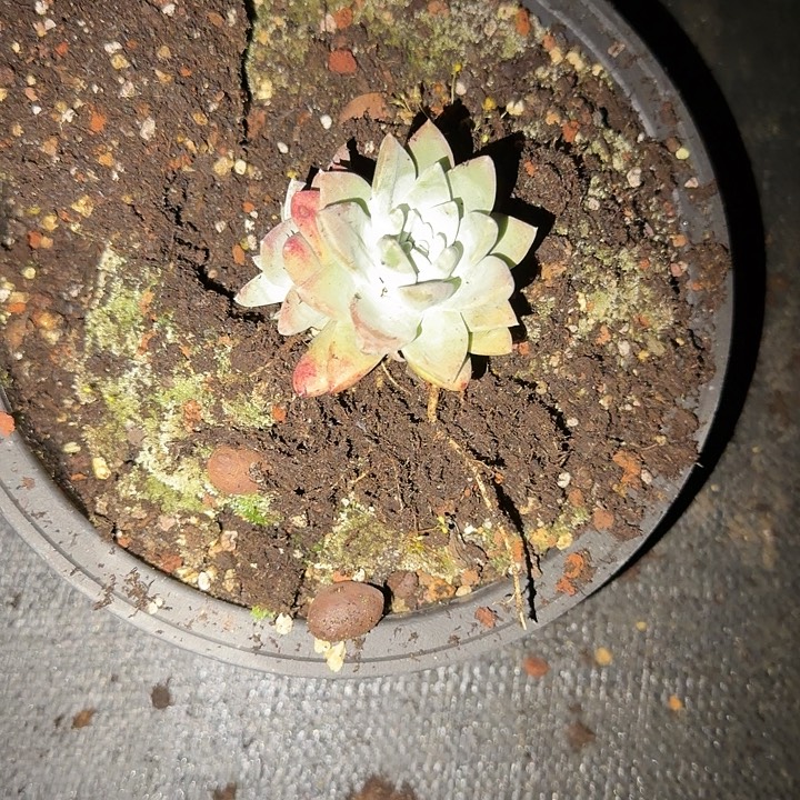 ？***牡丹苹果叶X白菊仙女鈈