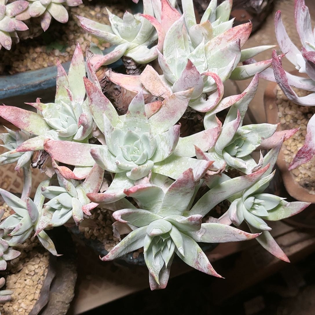 哈哈哈哈法瑞雪山多肉9240