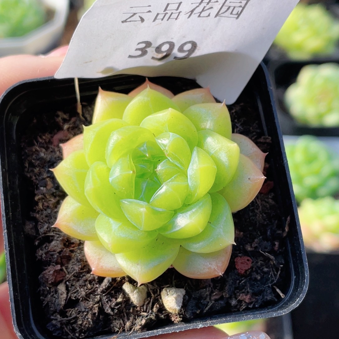 海***梦399号糖心冰心珍妮 翠羽