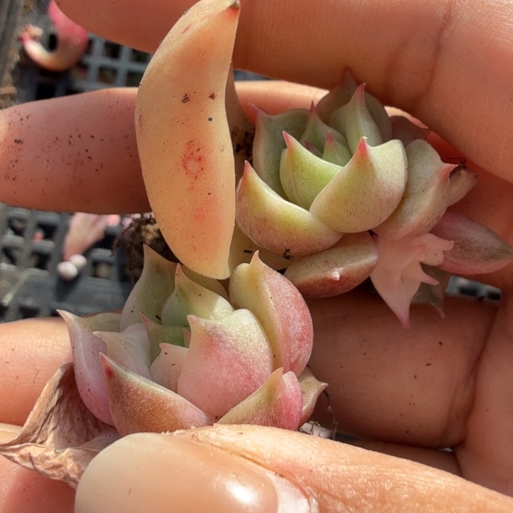 一组湖拉丝锦花脸锦