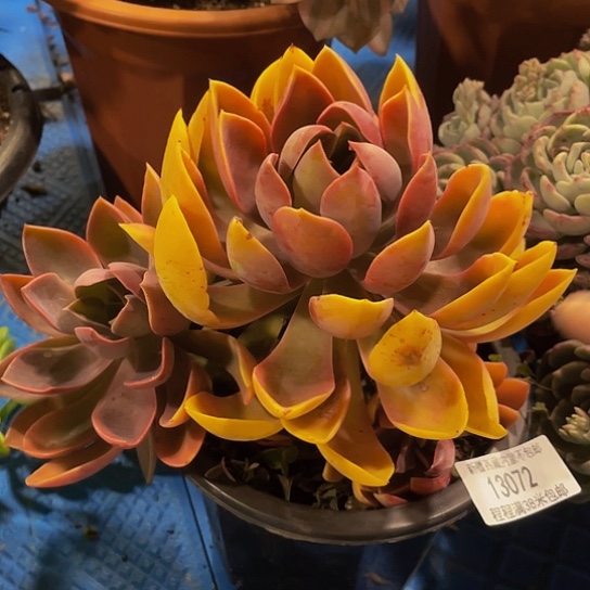 z**i琼斯13072多肉