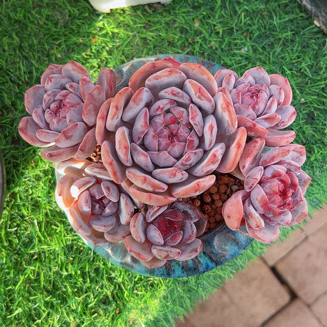 然然精品多肉星颖