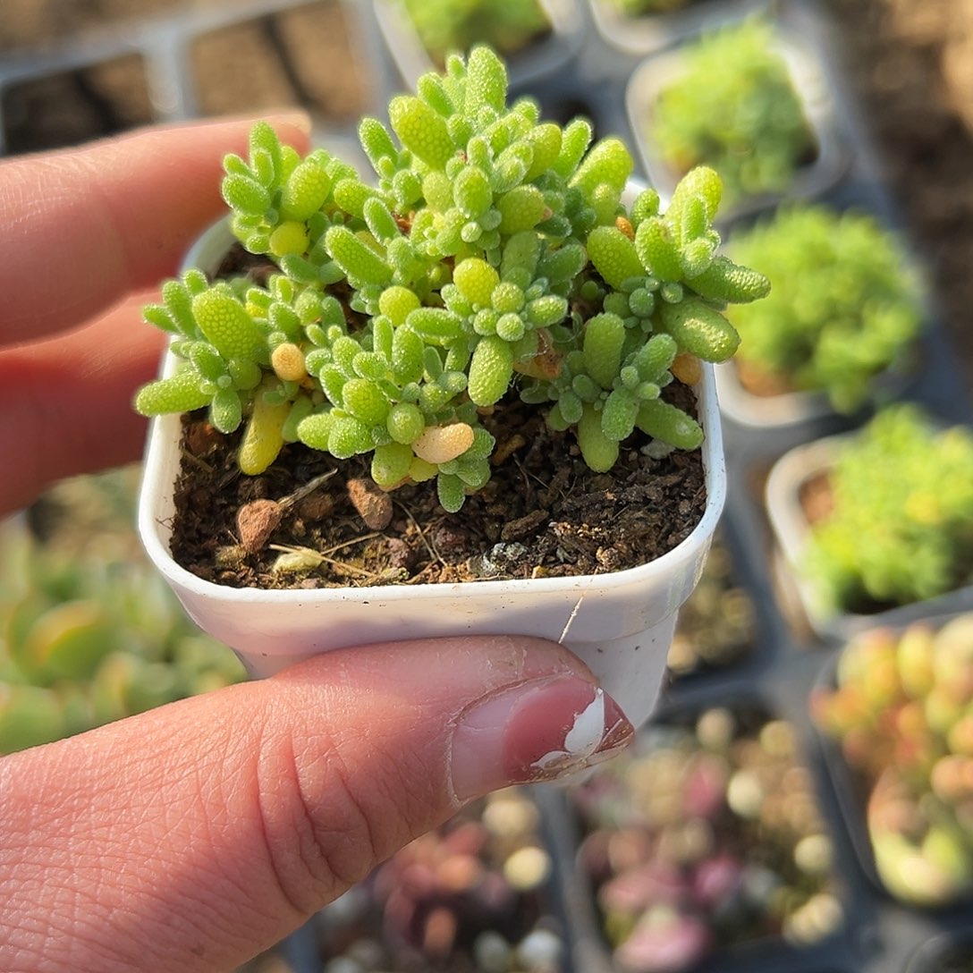 多肉植物蜜桔糖球