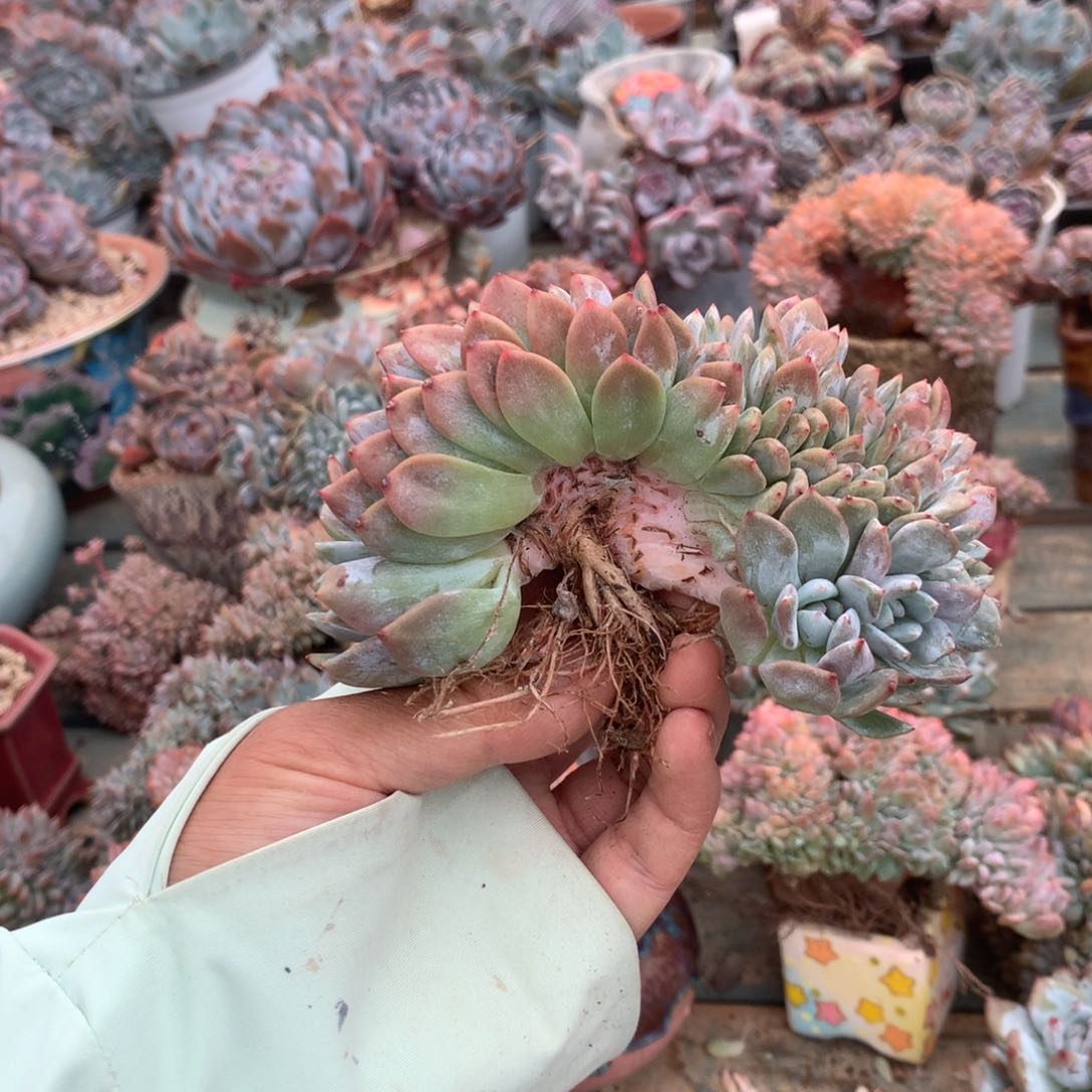 无花朵特哈哈哈哈哈哈哈哈哈哈
