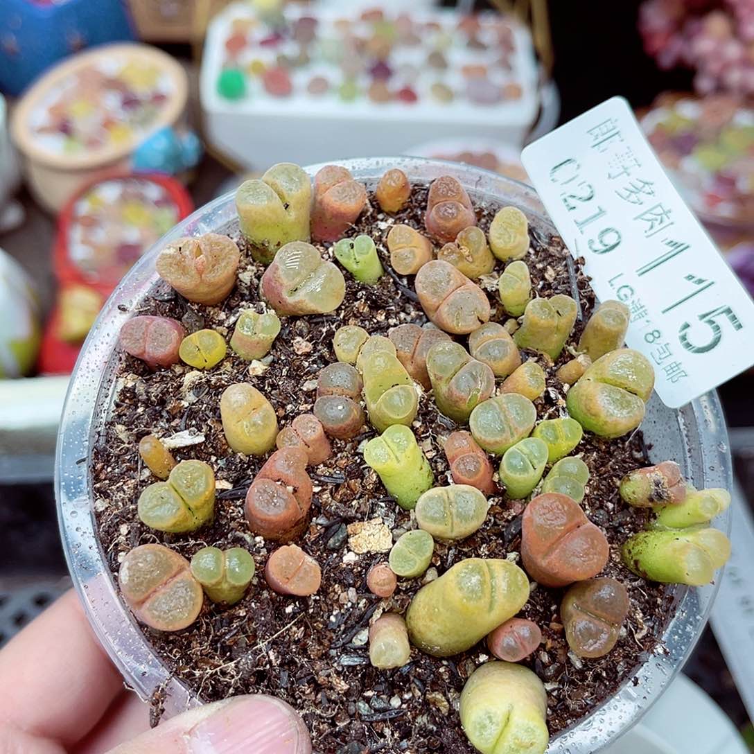 郎哥多肉生石花19-115