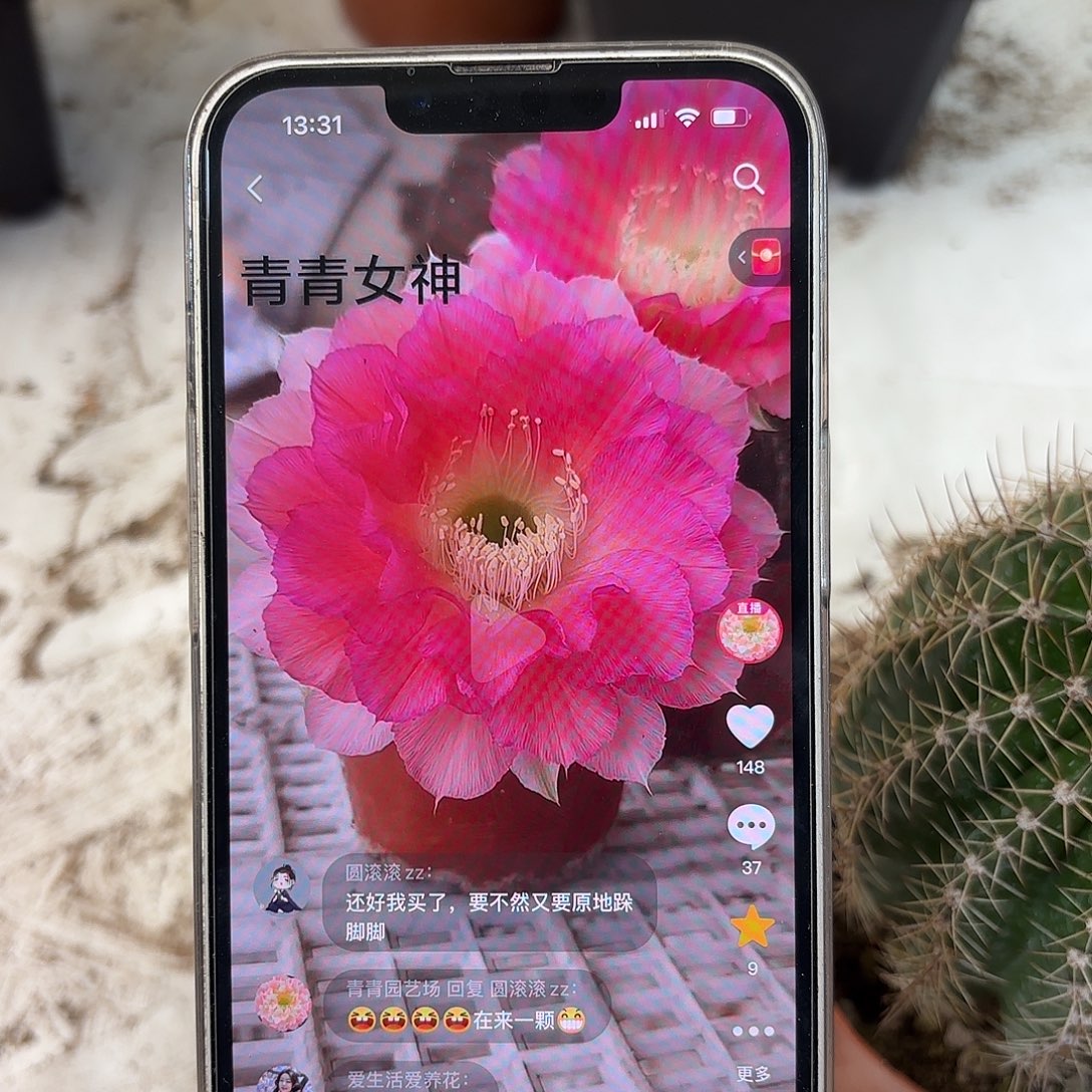 彩草青青女神7-8公分左右