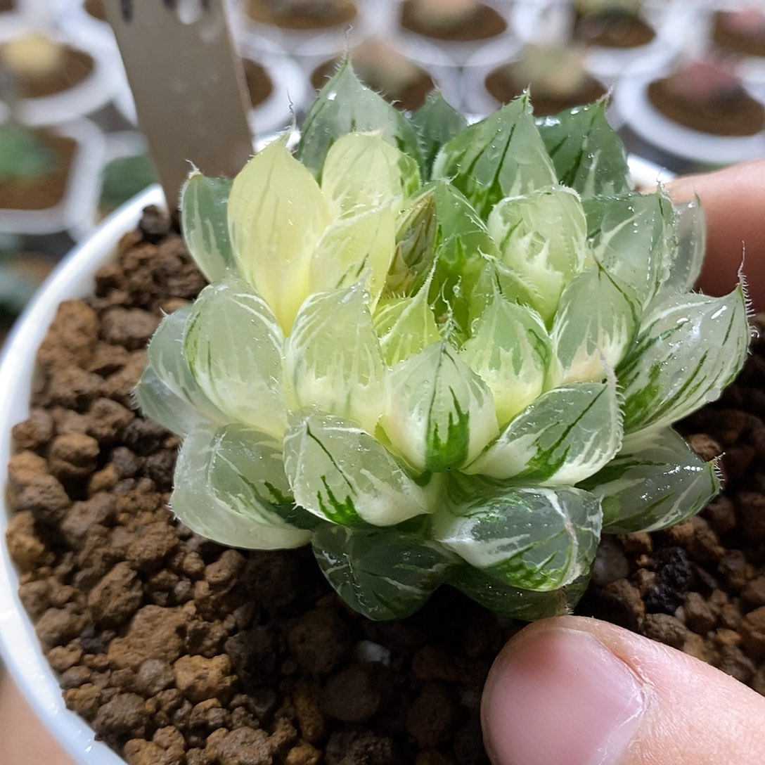 149雪月玉露哈哈哈哈哈