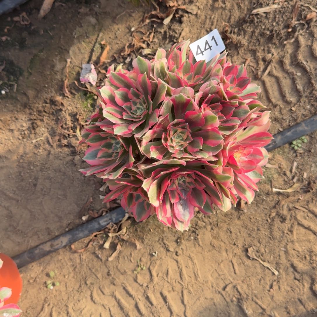 安***安妖月法师多肉441号法师多肉