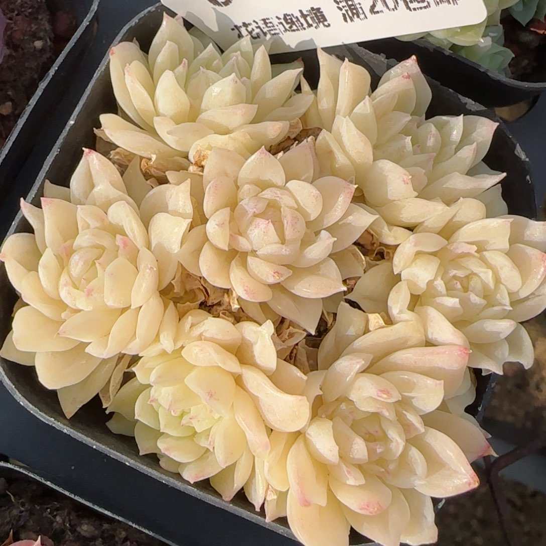 花语逸境0122-08散