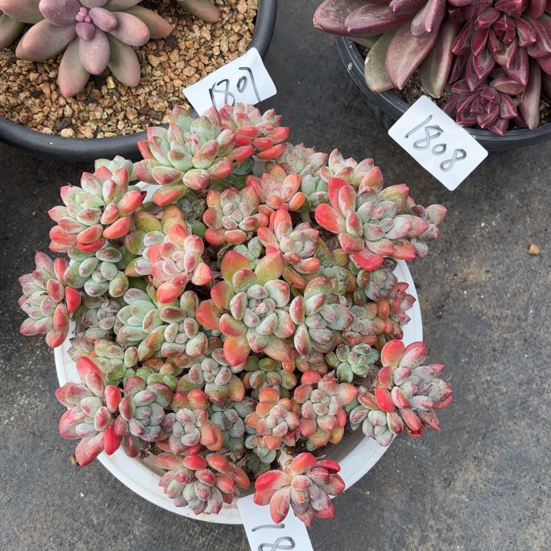 1814维多利亚多肉植物