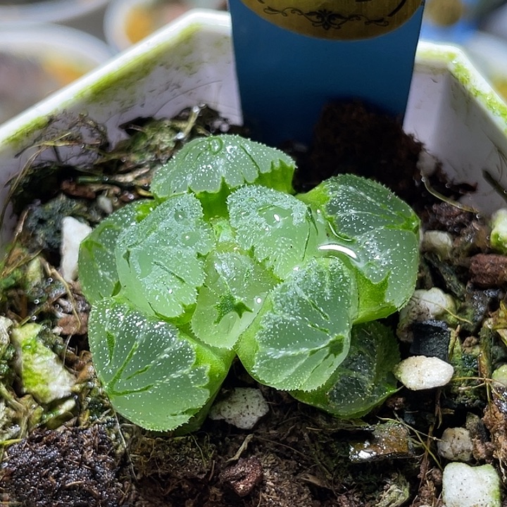 709冰墩墩特选福利