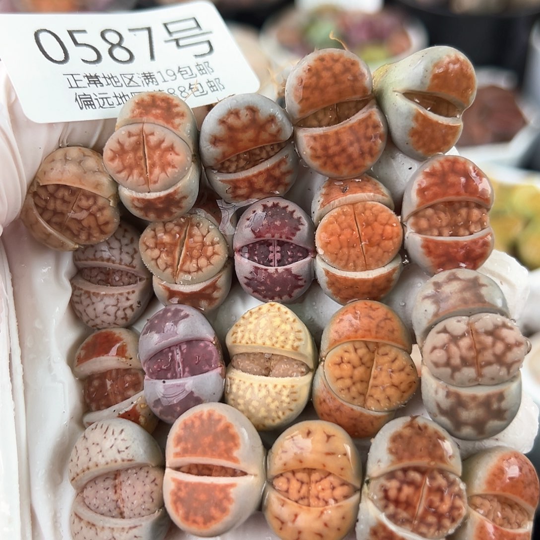 好养易活生石花大母本0587共20颗
