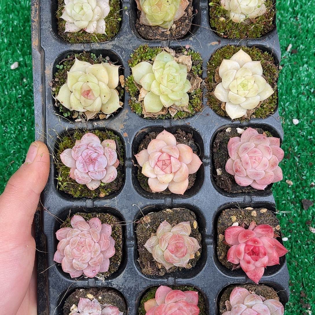 多肉一物一拍23-133