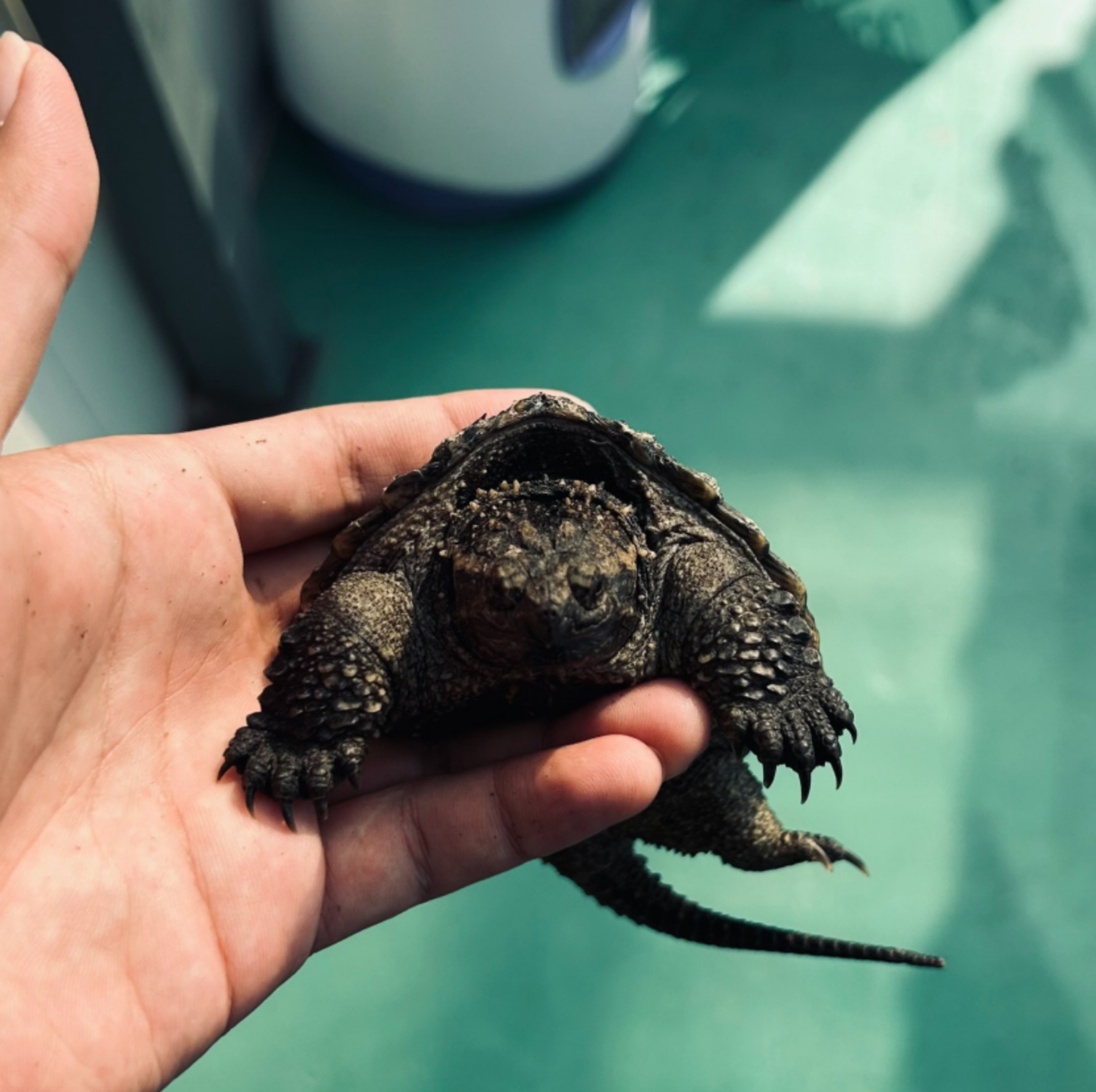 精品北美佛鳄龟纯佛鳄龟爆刺观赏龟北美