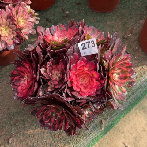 r**v273烟花朵朵多肉