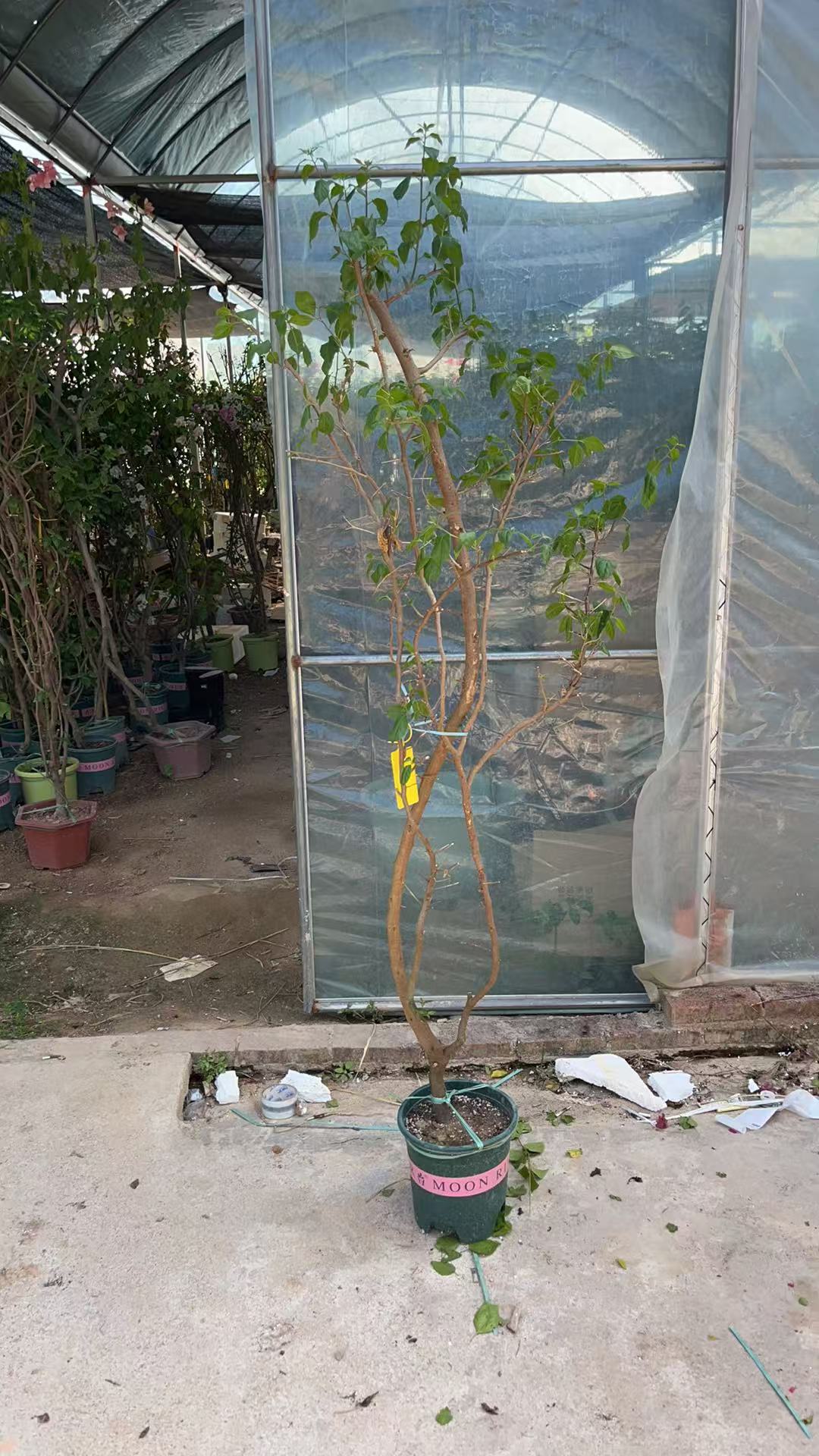 变色龙品种三角梅带盆(一物一拍具体尺寸见直播间) 四季勤花