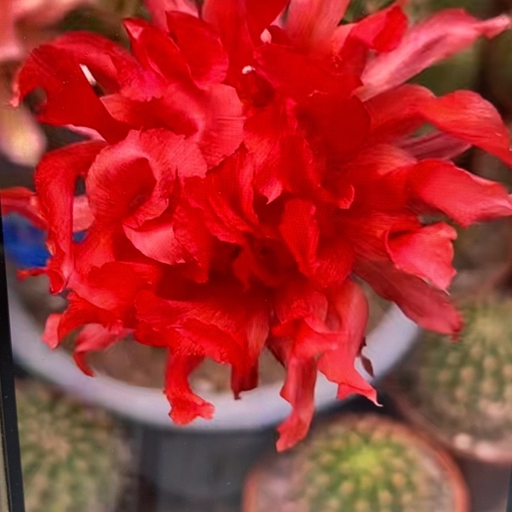 彩草红卷卷有气根侧芽1.8公分左右