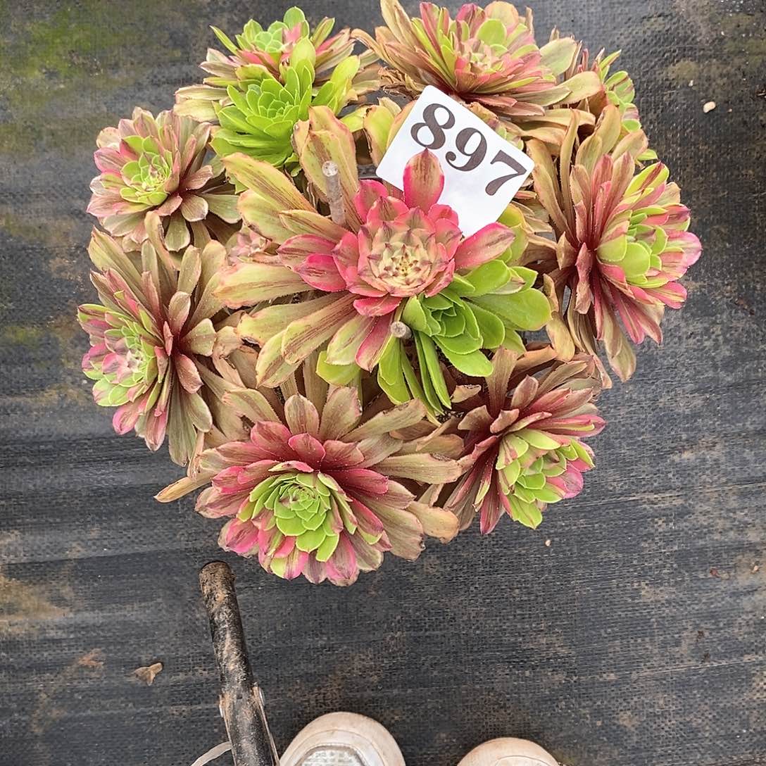 花脸粉黛897多肉法师植物