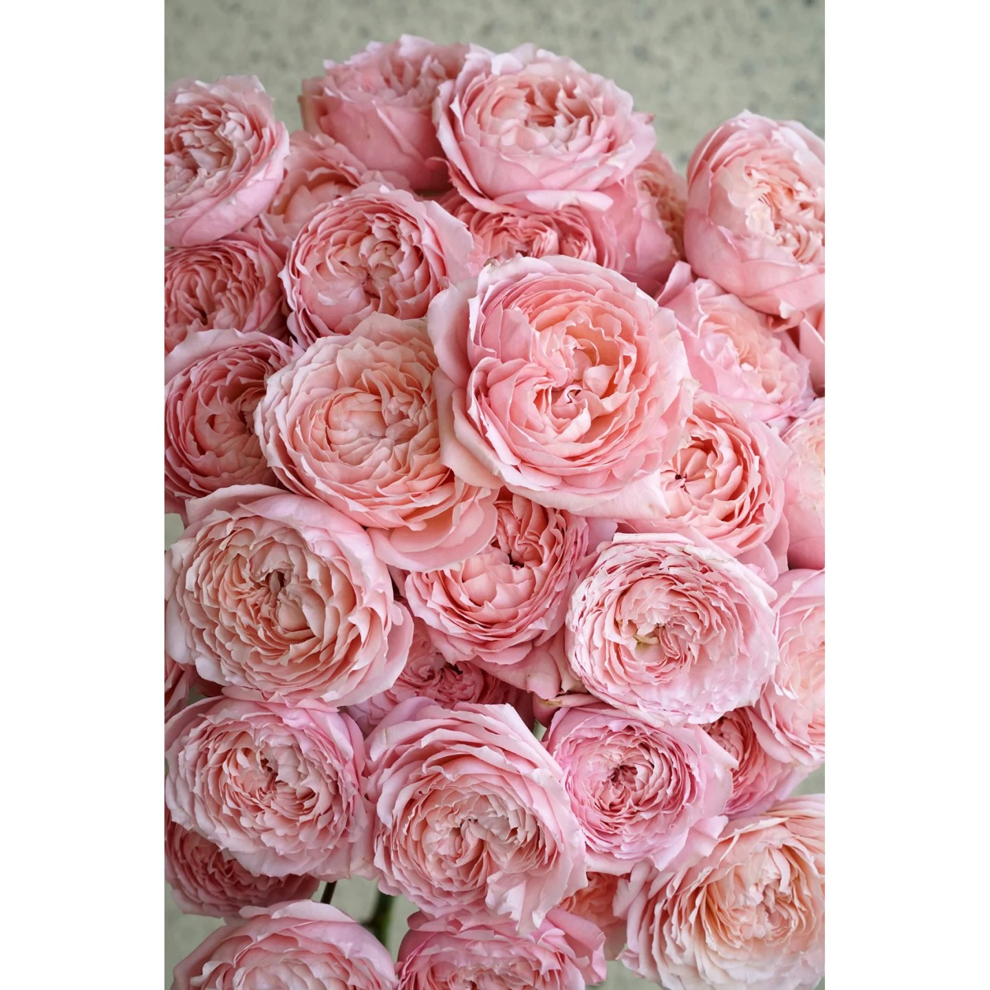 【朱丽叶塔】云南斗南基地现采现发品质朱丽叶塔多头玫瑰