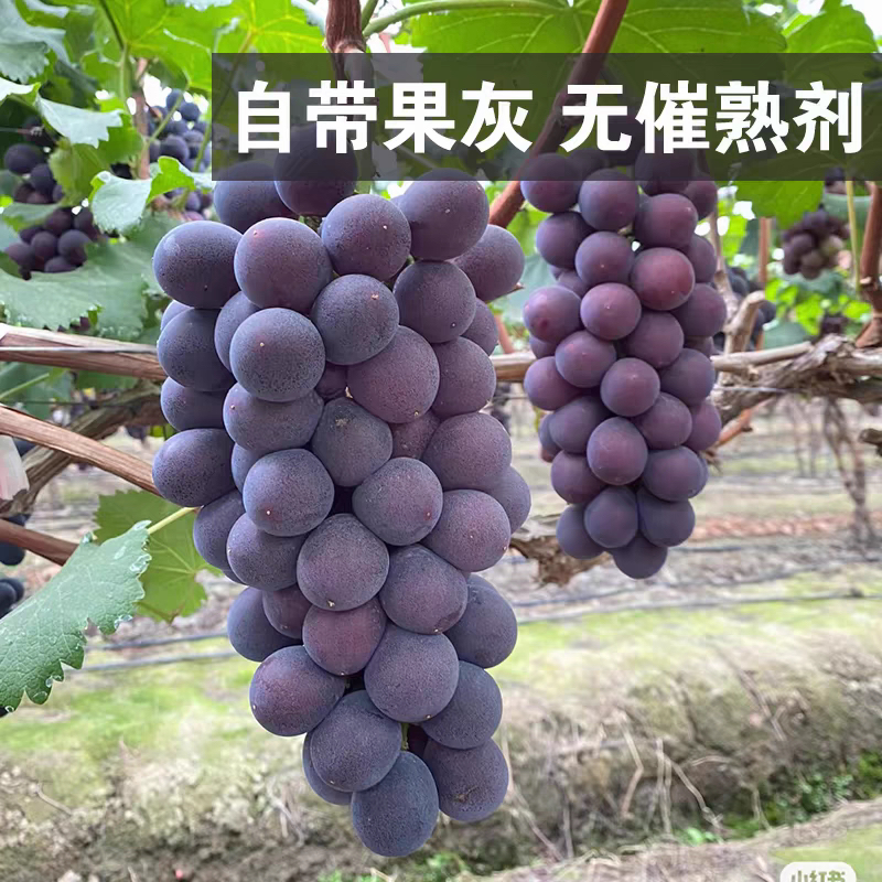 辽 峰  99 4斤 葡萄