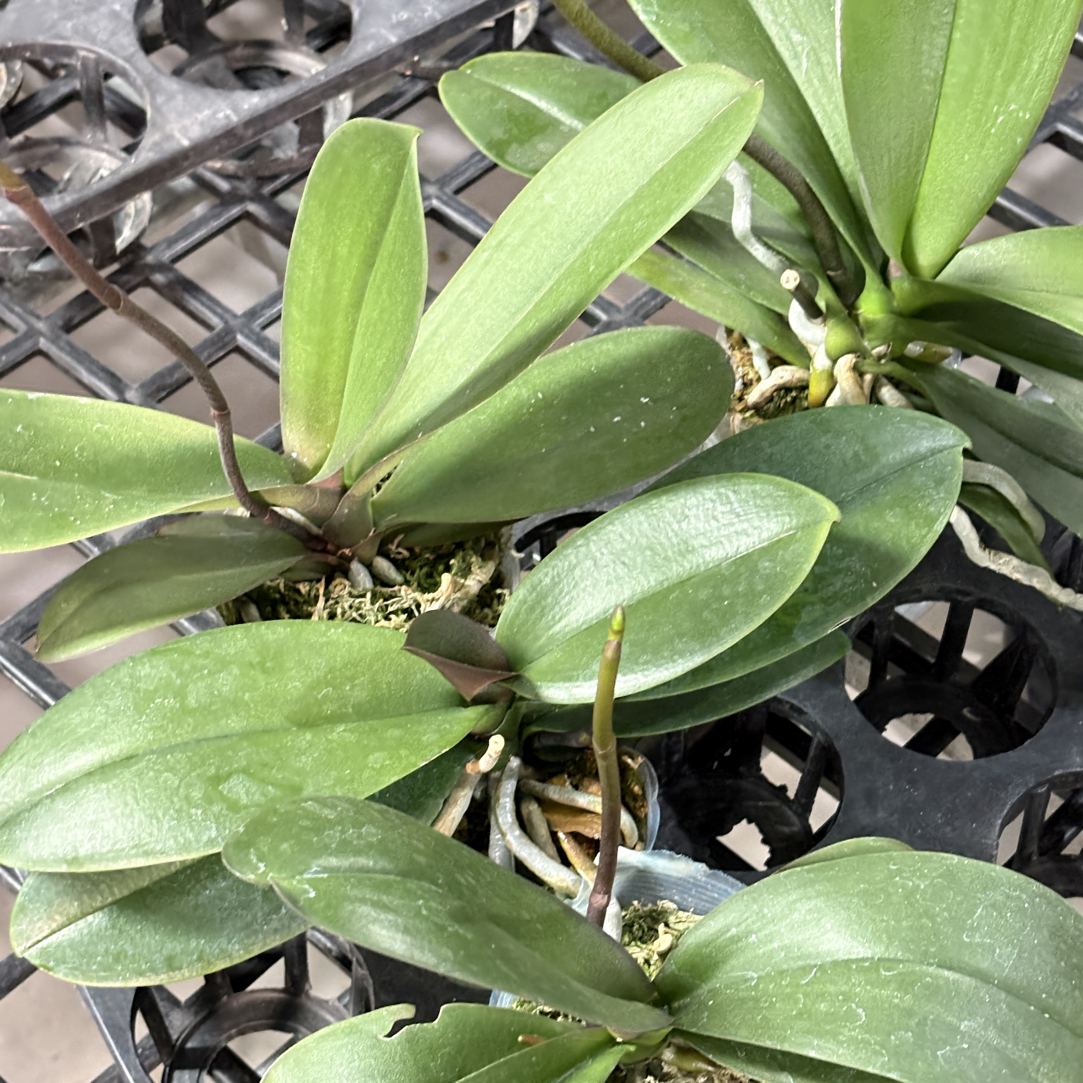 YD福利/4棵盲盒花后苗/个别抽梗，微瑕/介意勿拍