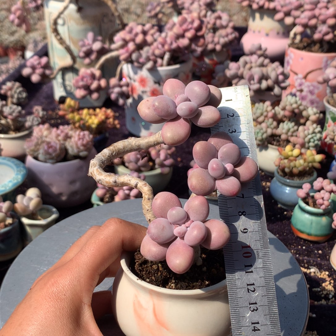 21号带盆偏远地区不包邮的