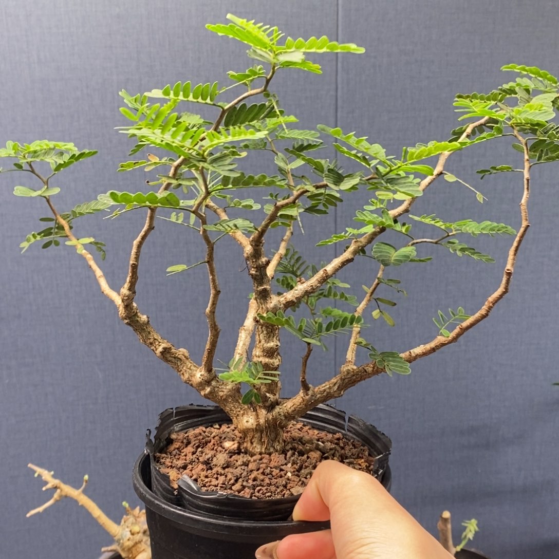 沙漠苏木实生带盆