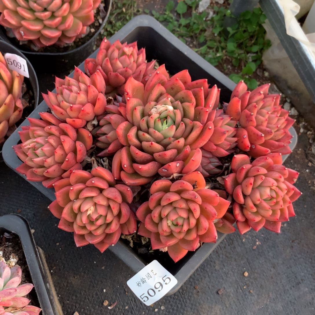 5095新年快乐发发发