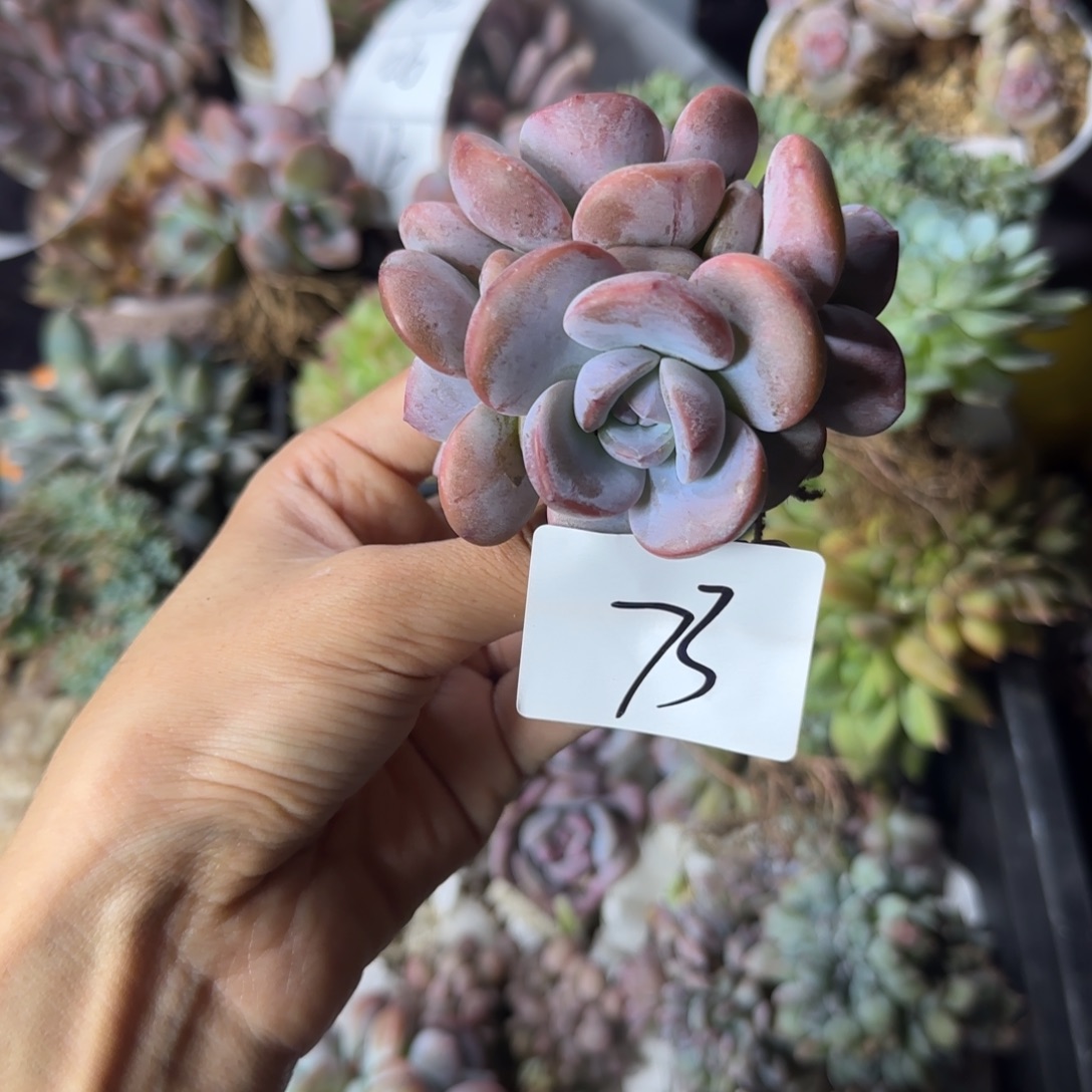 星影4头一物一拍73
