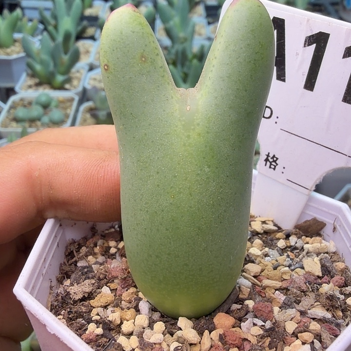 118。满38包邮肉锥