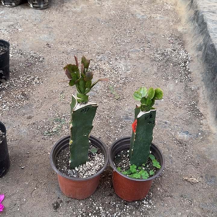 482+483嫁接蟹爪兰：037+白重（叶片有缺、无花苞）