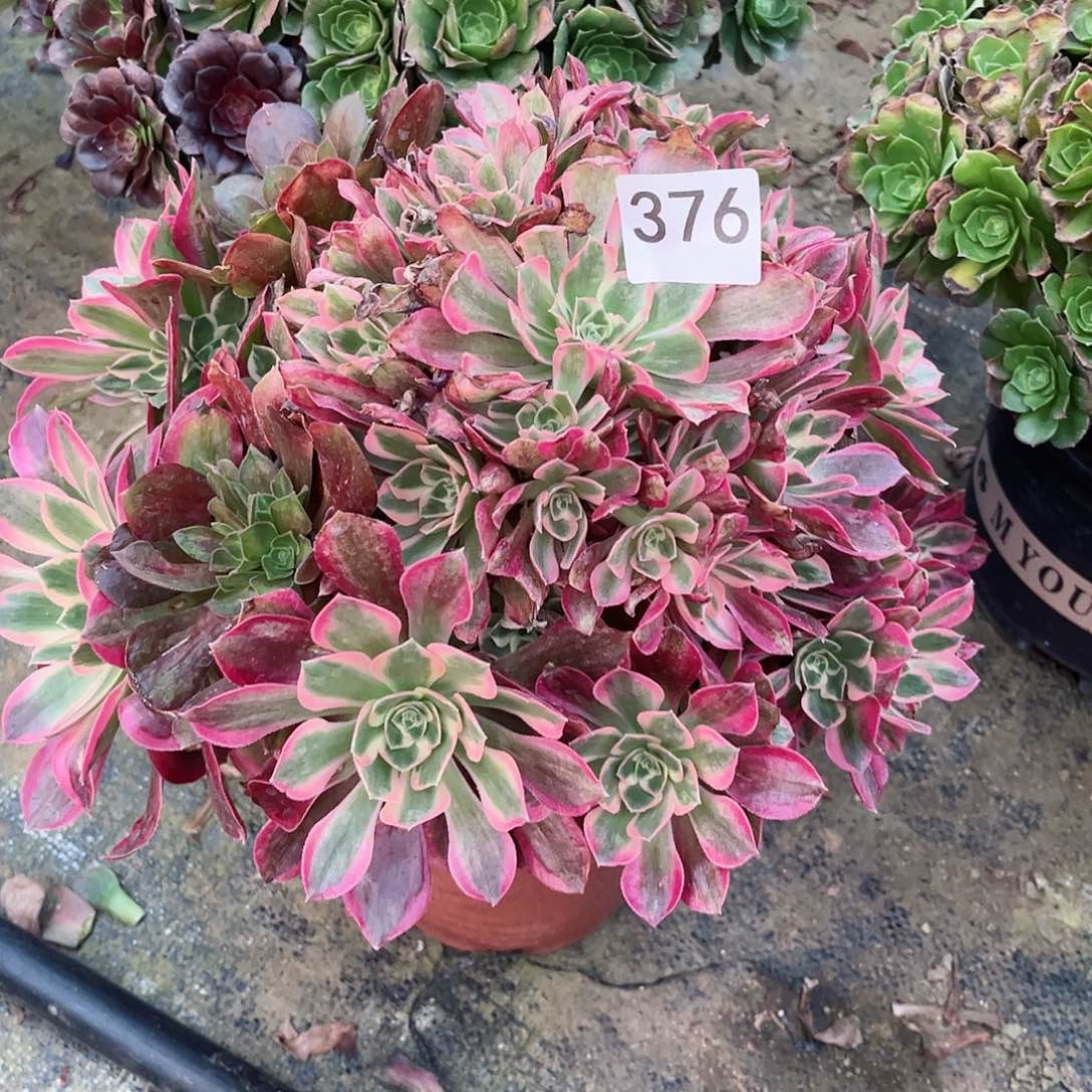 d****轻多肉植物女巫376