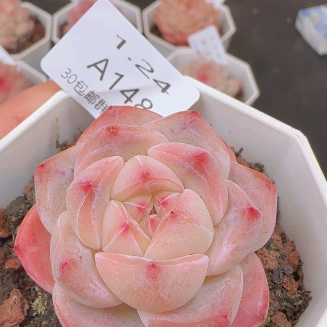 太妃糖单头一颗脱土