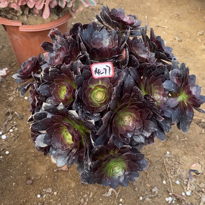 14/77赤焰莲朵朵多肉